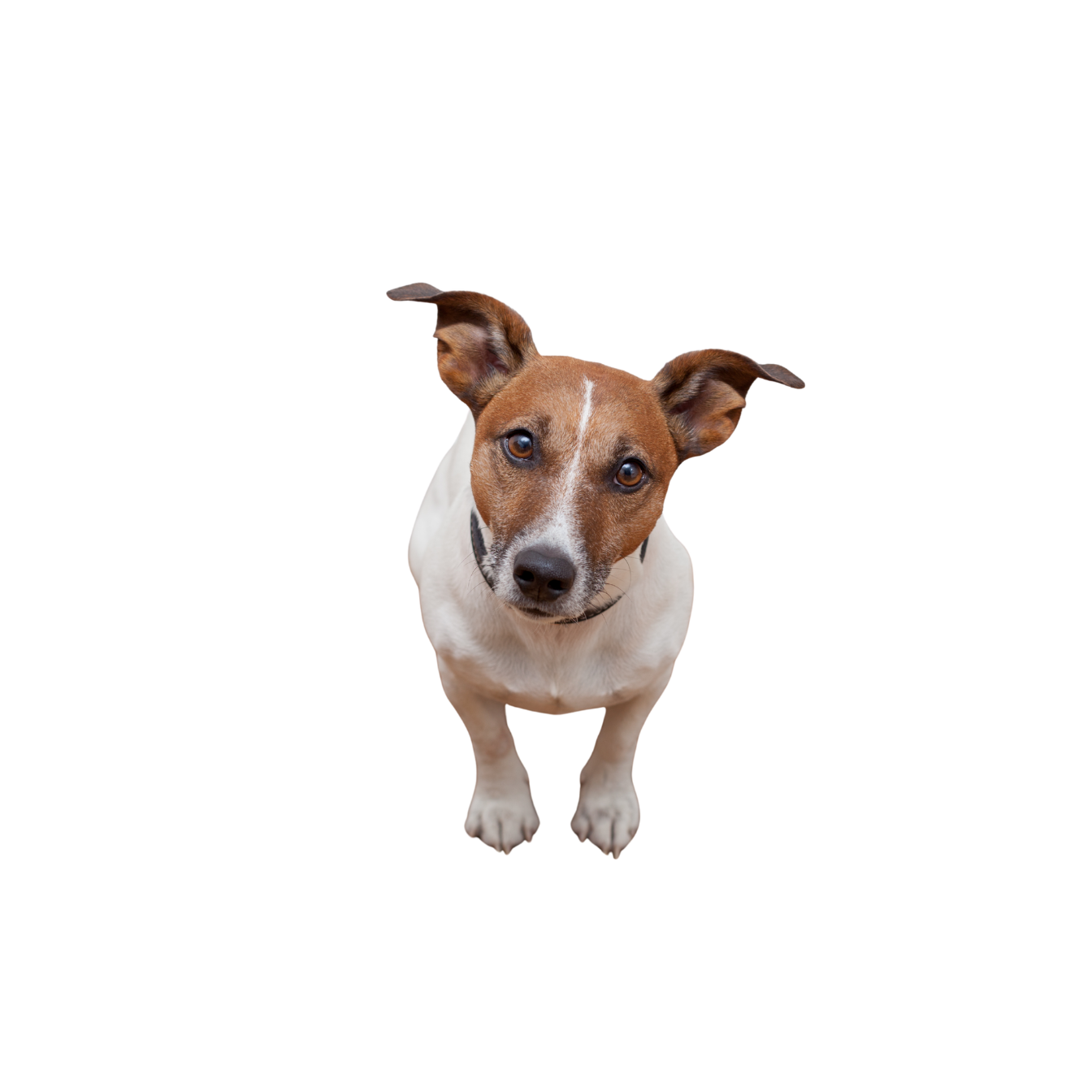 SentientPro Welcome Dog